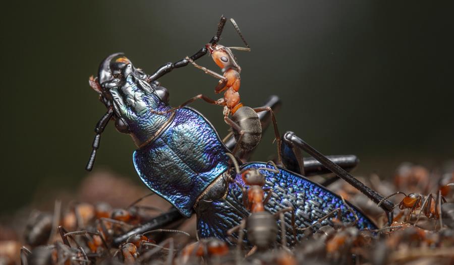 Wildlife Photographer of the Year Exhibition